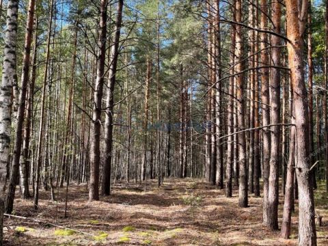 selo-nizhniy-krasnyy-yar-lyskovskiy-municipalnyy-okrug фото