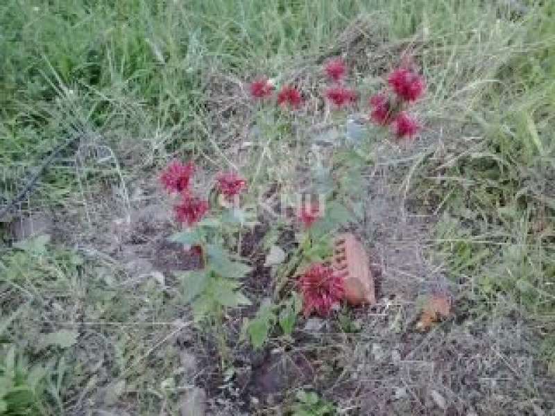 земельный участок 7,5 сотки деревня Семенищи