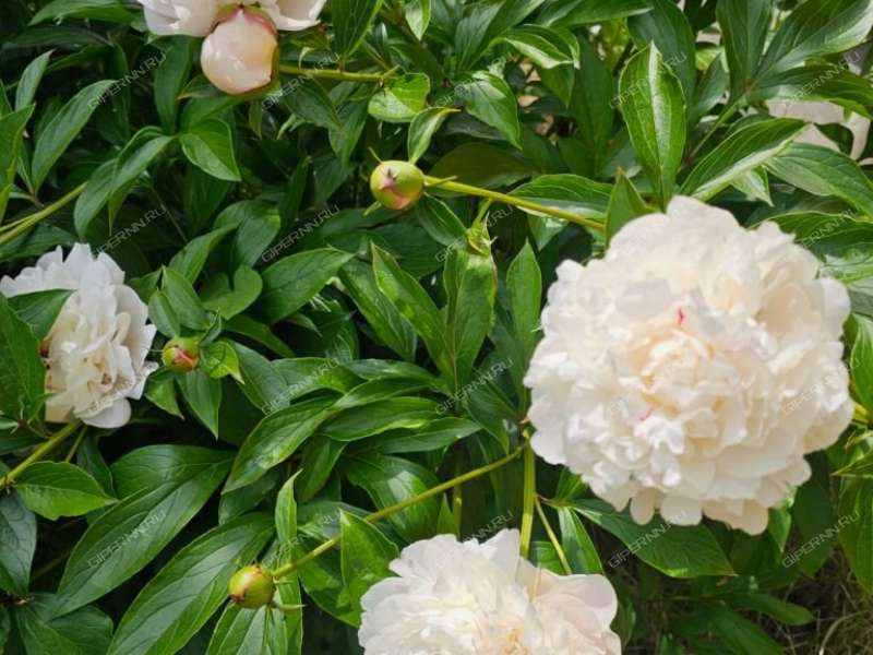 дом на Центральной улице село Доскино