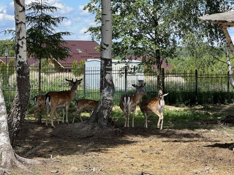 kottedzh-derevnya-stupino-dachnyy-poselok-zemlyanikino-gorodskoy-okrug-chkalovsk фото