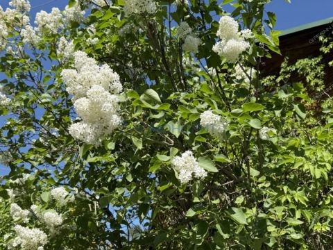 dacha-berezovaya-roshha-derevnya-kremenki-ter-snt-dalnekonstantinovskiy-rayon фото