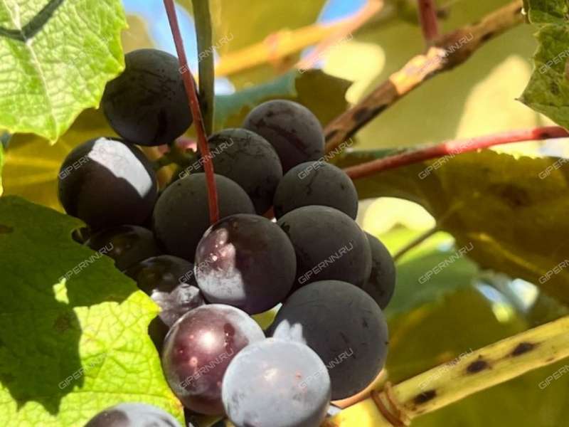 дом на Земляничной улице деревня Инютино