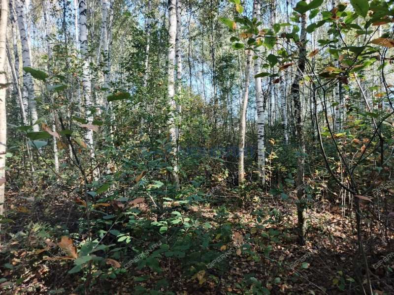 земельный участок 7,81 сотки Центральная улица посёлок Ситники