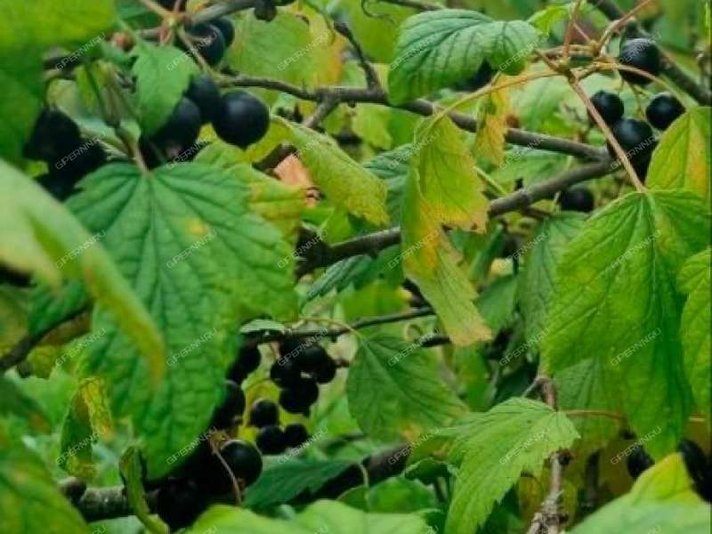 земельный участок 12 соток село Пурех