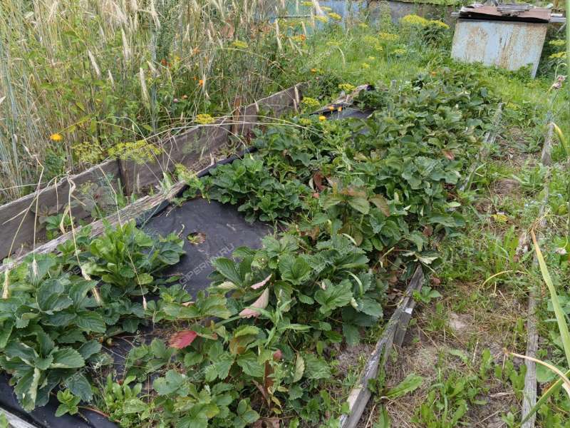 дом на улице Климова рабочий посёлок Сосновское