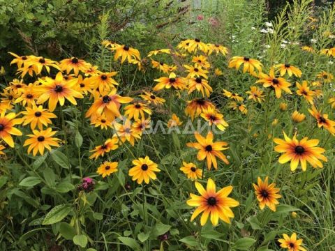 dom-sadovodcheskoe-nekommercheskoe-tovarishhestvo-yasnaya-polyana-bogorodskiy-municipalnyy-okrug фото